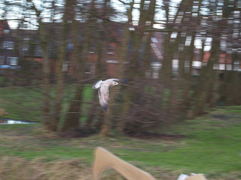 norddeich2007 006.jpg